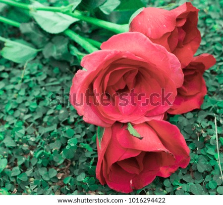 red rose on a background of green foliage in the garden