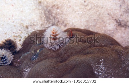 beautiful christmas tree worm on coral reef - nature detail