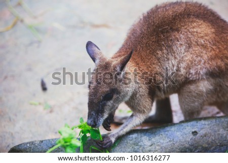 A close-up portrait of wallaby, the kangaroo family