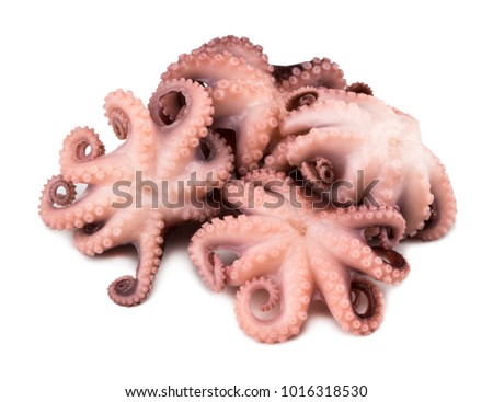 Small octopus isolated on white background. Close up.