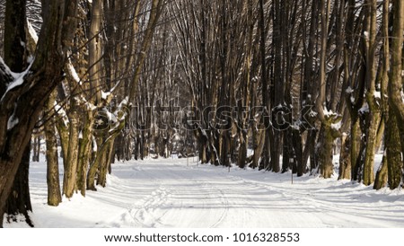 Beautiful winter scenes of snow covered trees and paths that go straight through the heart of the forest.