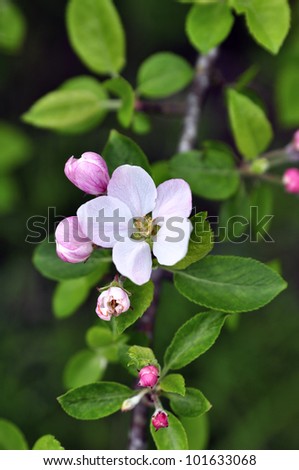 apple flowers blossons
