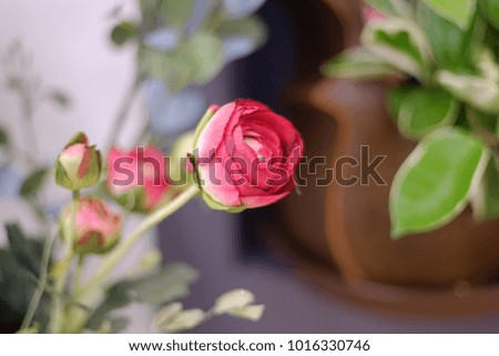 picture of flower