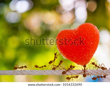 ants carry heart on white rope in green background