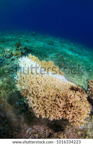 Dead Bleached Coral on the Reef