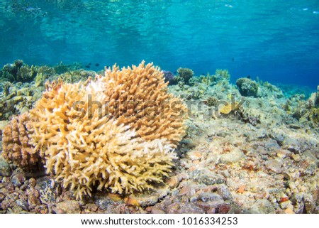 Dead Bleached Coral on the Reef