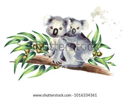 Koala bear with baby sitting on eucalyptus branch, isolated on white background. Watercolor hand drawn illustration
