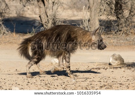 One brown hyena walking from left to right on the sandy veld of the Kgalagadi Transfrontier Park in South Africa