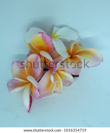 Group of White and yellow Frangipani isolated on White  background.   
