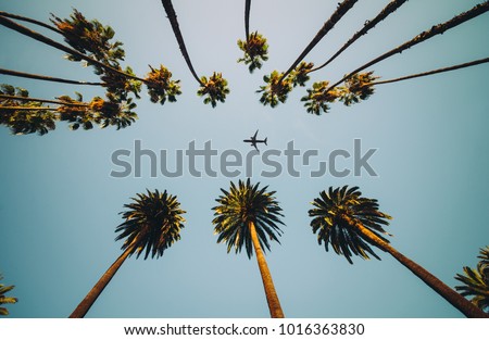 View of palm trees, sky and aircraft flying Royalty-Free Stock Photo #1016363830