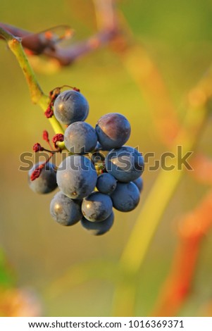 Bunch of violet grapes on grapevine Cabernet Sauvignon in vineyard, Vipava valley, Slovenia