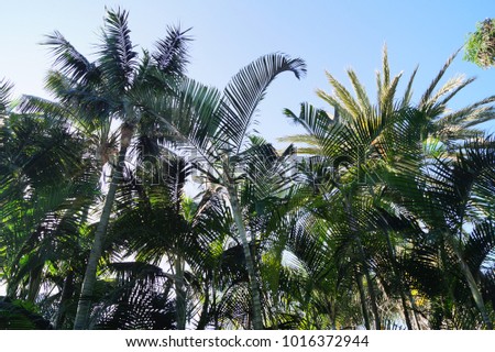 green Palm  trees