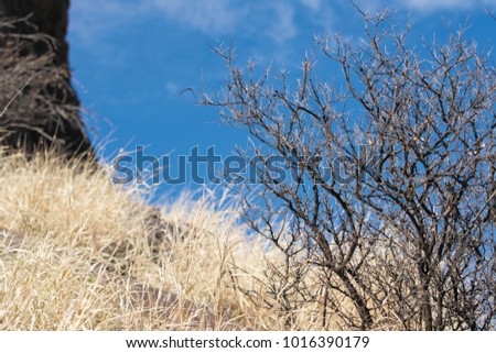Northern Mexicos Desert With Blue Sky