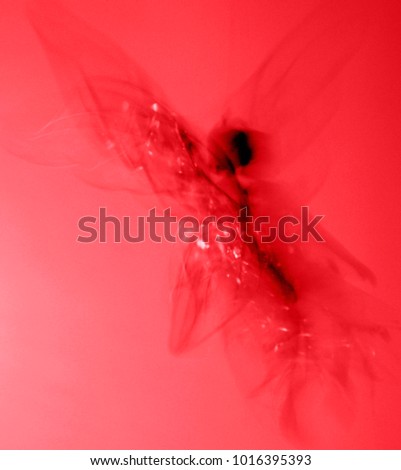 Fairy or Angel, long exposure photograph