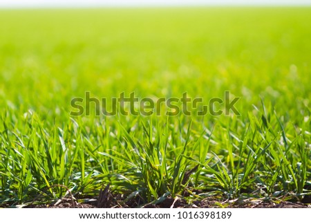 Photo of young light green spring sprouts of wheat under the morning sun. Background for graphic design