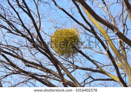 mistletoe on a tree