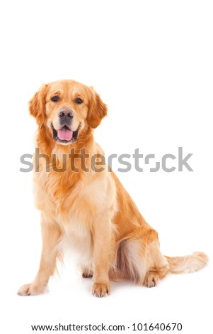 purebred golden retriever dog sitting on isolated  white background Royalty-Free Stock Photo #101640670