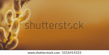 Blurred yellow background with blooming branch of pussy-willow. Space for text.
