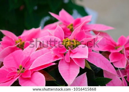 Pink cyclamen flowers(closeup)