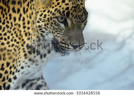 jaguar predator of the cat family against the background of snow