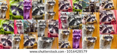 set of raccoons screensaver 