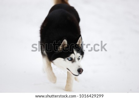 Black-and-white blue-eyed husky stands in the snow and looks. Portrait of a dog on a natural background. The dog hunts.