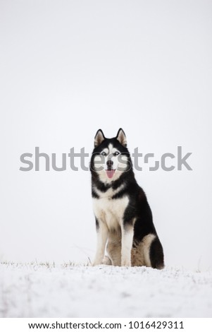 Black and white blue-eyed Siberian husky sit in the snow. Portrait of a dog on a natural background.