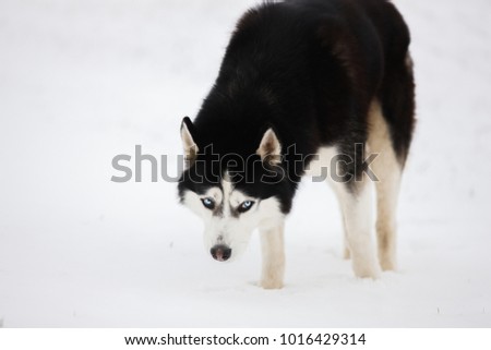 Black-and-white blue-eyed husky stands in the snow and looks. Portrait of a dog on a natural background.