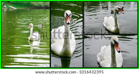 a set of white swan pictures