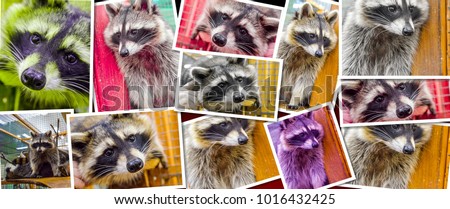 set of portraits of raccoon