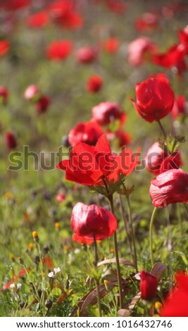 
Close up view of spectacular
 spring bloom of  Wild Red Anemones in Shokeda Forest, Israel, Spring  