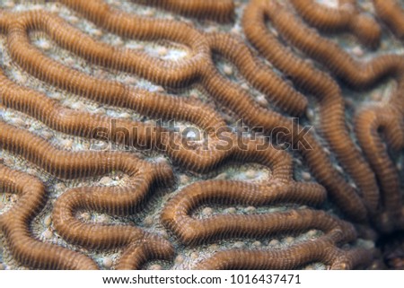detailed aerial shot of underwater brain coral macro