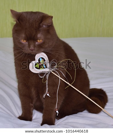 the brown cat is meditating, looking at the decorative wooden heart with a bird. The brown British shorthair cat. valentines day. 14 February.