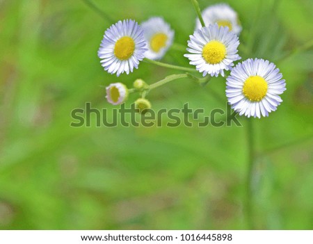 Cluster of Daisy like flowers