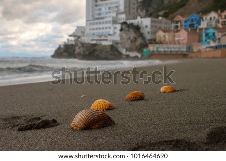 Sea shells on the sea shore - 29th January 2018 - Gibraltar