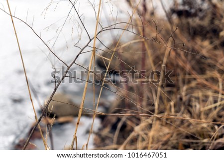 dead plants winter cold brown orange spike burr grass thorns frozen water depth of field