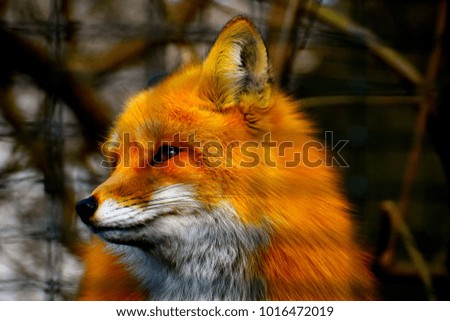 red fox profile