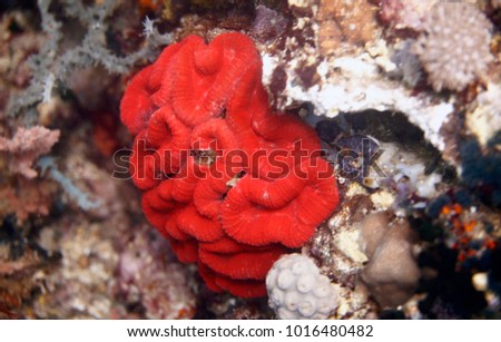 beautiful bright red brain coral - nature detail on the reef with sunlight