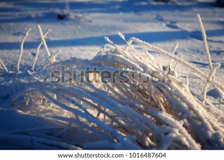 The snow-covered grass in the winter morning woods. Winter fairy-tale idyllic tranquility vegetation in frost. 