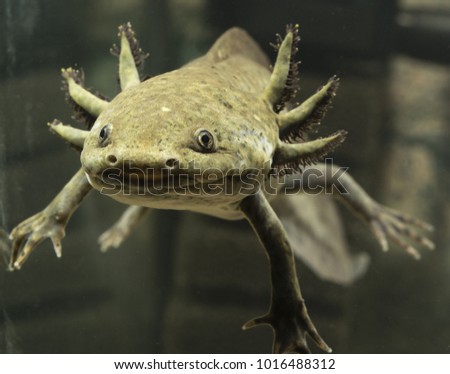 Axolotl Mexican natural coloring in an aquarium. Royalty-Free Stock Photo #1016488312