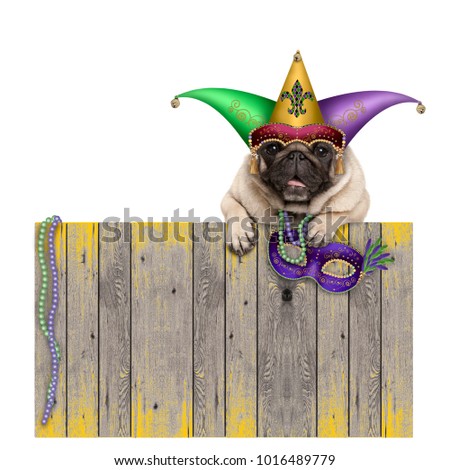 Mardi gras carnival pug dog with  harlequin jester hat and venetian mask hanging on wooden fence, isolated on white background