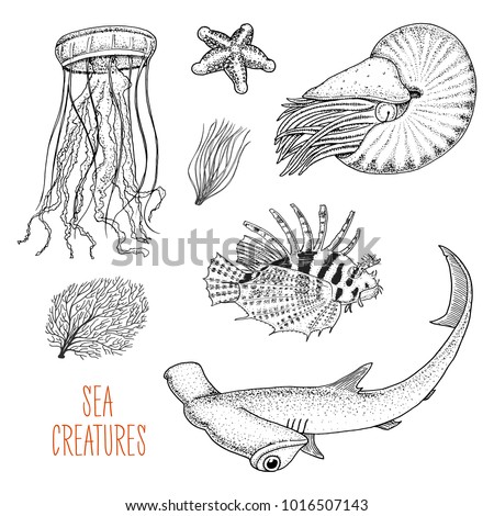 sea creature nautilus pompilius, jellyfish and starfish. red lionfish and great hammerhead shark. engraved hand drawn in old sketch, vintage style. nautical or marine. animals in the ocean.