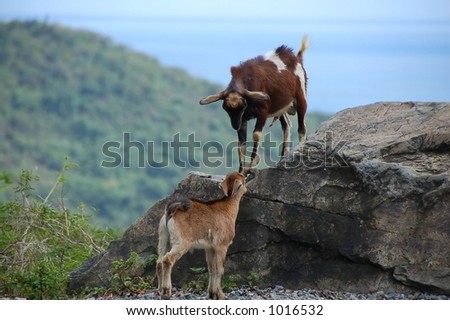 Fighting Goats
