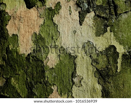 Wildlife surface rind  ,bark tree pattern  background
