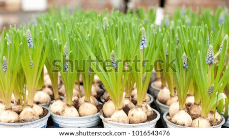   seedlings in pots in greenhouses, seedlings