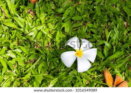 Plumeria Asian tropical flowers