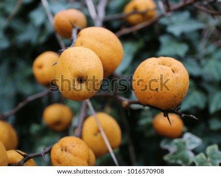 The yellow wild fruits in the forest, Germany