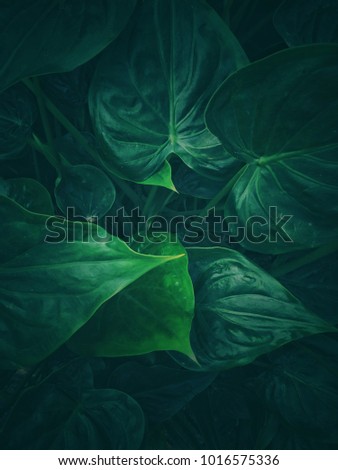Green leaf heart Royalty-Free Stock Photo #1016575336
