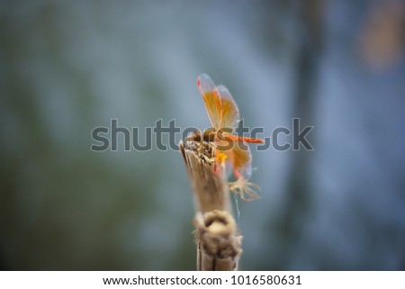 Dragonfly with orange color standing by wood, insects world