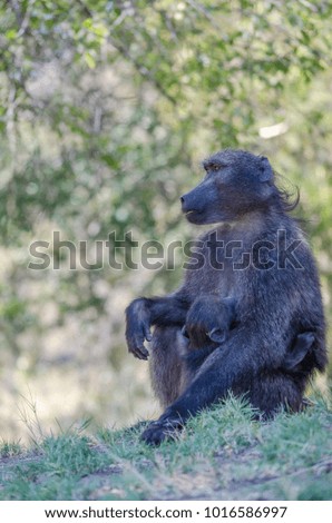Wild monkey breastfeeding her monkey baby. Namibia, Africa